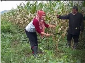 Panen Perdana Jagung oleh Kepala Sekolah