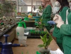 Kegiatan Ujikom Pembibitan Tanaman Anggrek di SMK Pertanian Tanjungsari Sumedang