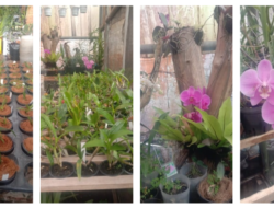 Anggrek Produk Unggulan SMK PPN Tanjungsari