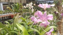 3 Anakan Anggrek  SMK PPN Tanjungsari  Dapat Pengakuan Dunia