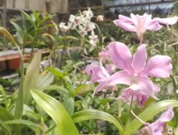 3 Anakan Anggrek  SMK PPN Tanjungsari  Dapat Pengakuan Dunia